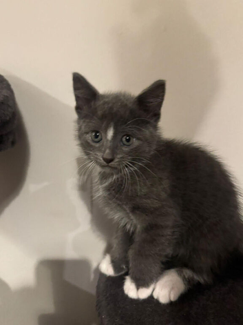 Russian blue READY FOR SALE