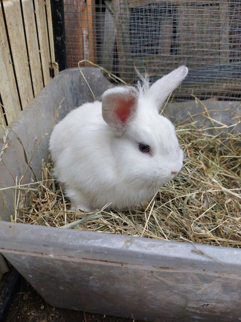 Male lionhead mixed breed rabbit