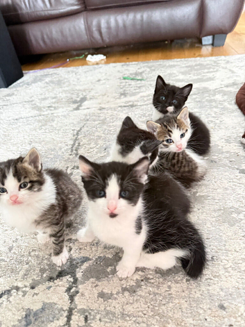 5 week old kittens