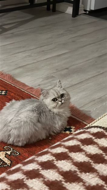 Beautiful Persian Chinchilla Looking for a Loving Forever Home
