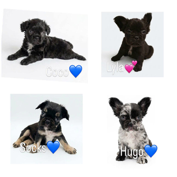French bulldog puppies