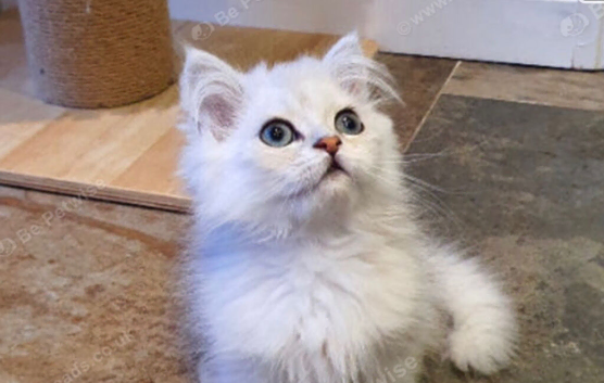 Beautiful Persian kitten Vaccinated & Chipped