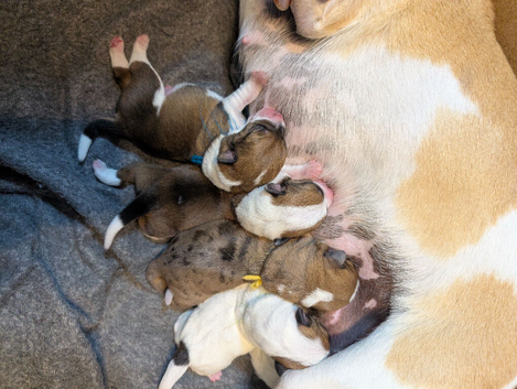 3/4 Jack Russell puppies