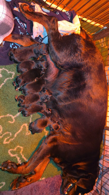 Two 8 week old rotties