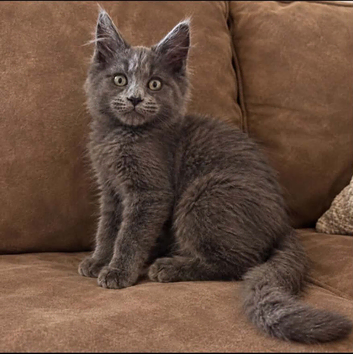 Maincoon kitten