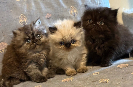 Persian Kittens