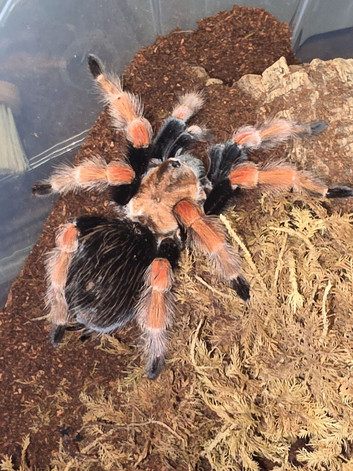 Adult Female B Hamorii