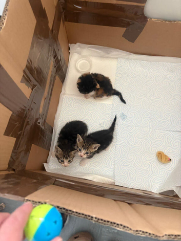 kittens