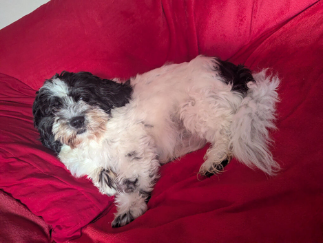 Male shihpoo