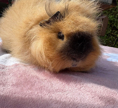 Guinea pig boarding