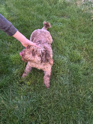 Puppies male and female