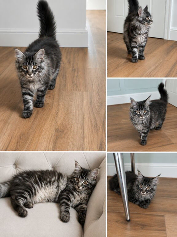 Male stunning large boy