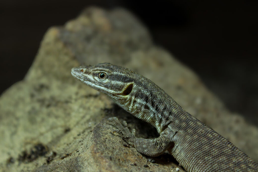 CB25 Yellow Ackie Monitors