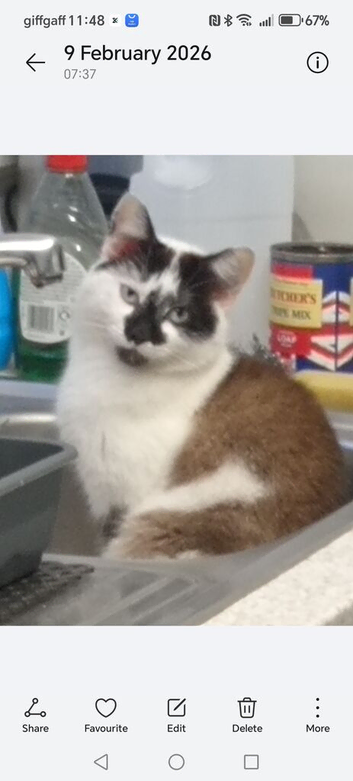 Female cat 3 years been spayed