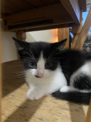 3 beautiful kittens ready now