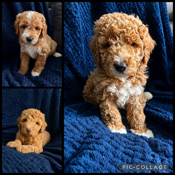 Pure Australian labradoodle puppy&rsquo;s