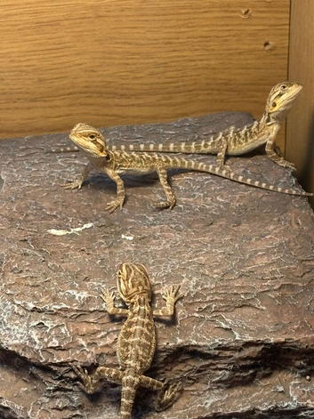 German giant bearded dragons