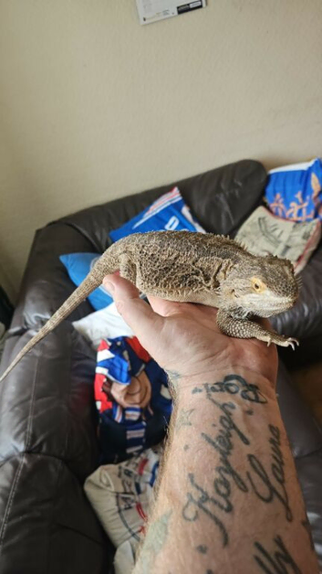 4 bearded dragons