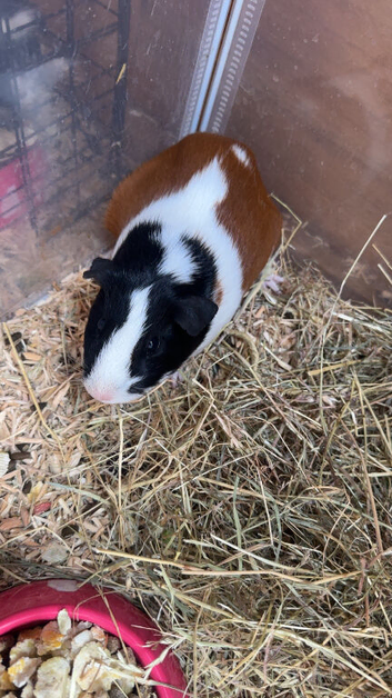 Guinea pigs for sale