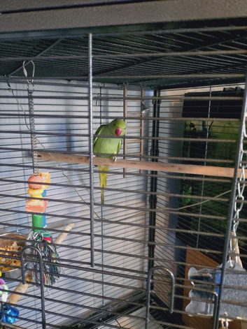 Green Indian ringneck with cage for sale