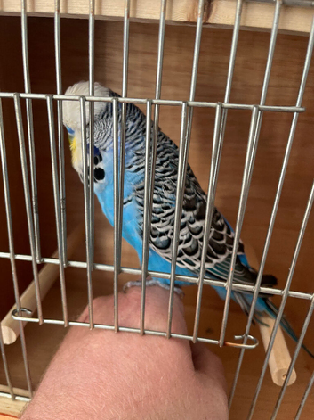 English show budgies for new home