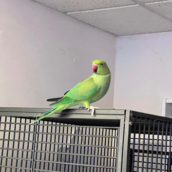 Stunning young Indian ringnick parrot