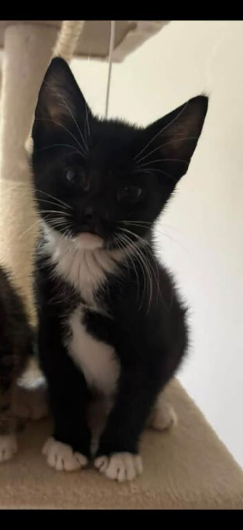Male kitten