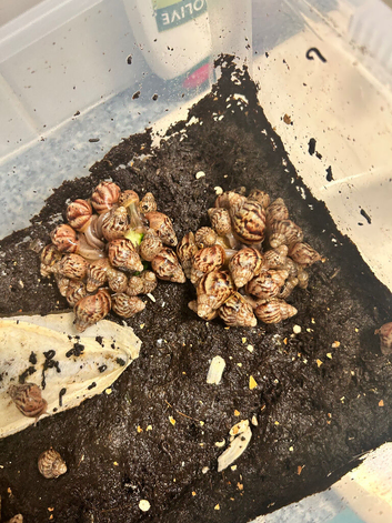 Giant African land snails