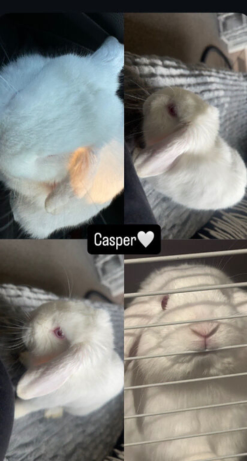 REW albino mini lop