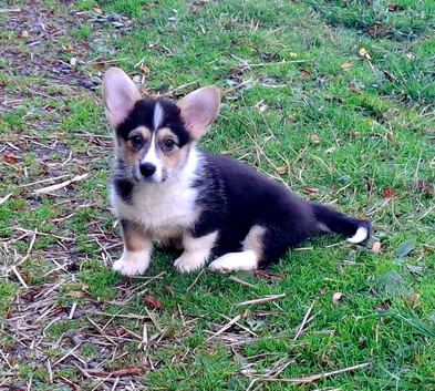 1 boy, 1 girl KC Pembroke Corgis