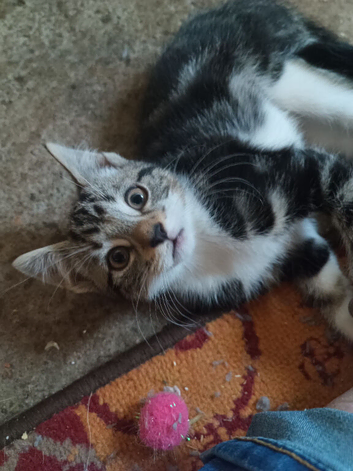 Bengal kittens REDUCED