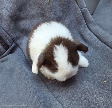 Mini lop rabbits (ready 25th August)