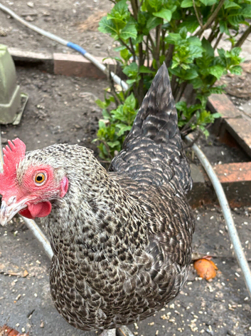 Female chicken /hen needs to be rehome