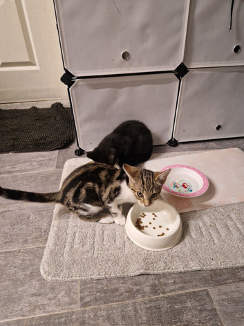 Kittens for sale 4 months old.Male and female