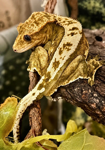 Stunning Male crested gecko