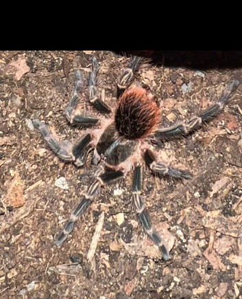Mexican red knee