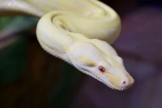 Albino boa constrictor