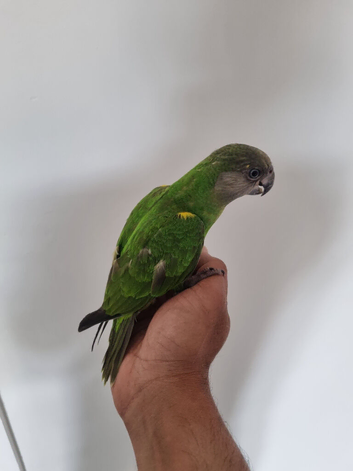 Baby Senegal