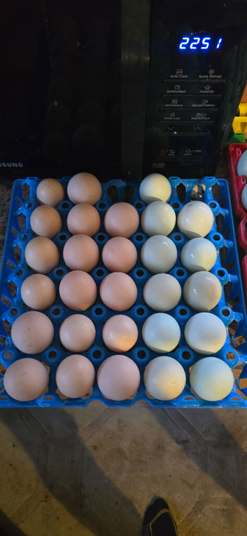Hatching Eggs