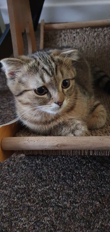 AVAILABLE NOW Pure breed Scottish fold tabby gold  boy