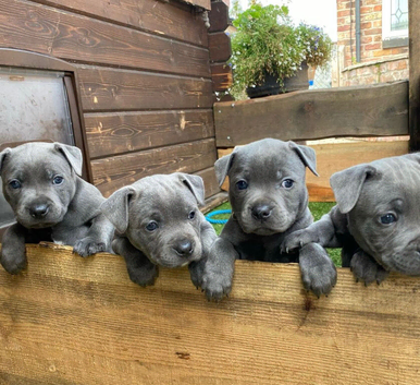 Blue Staffordshire bull terrier puppies