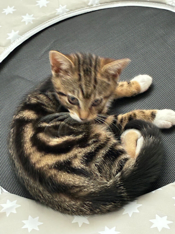 Kitten to be rehoused