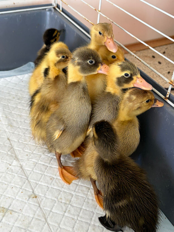 10 ducklings