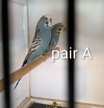 bonded budgie breeding pairs and double cage