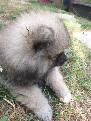 Pomeranian puppies ready now 26th Aug