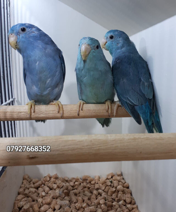 Parrotlets and Love Birds