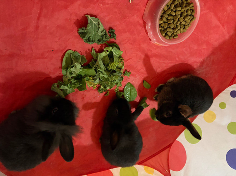 3 baby bunnies (boys)READY NOW