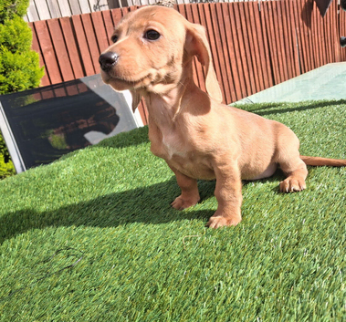 Dachshund babies
