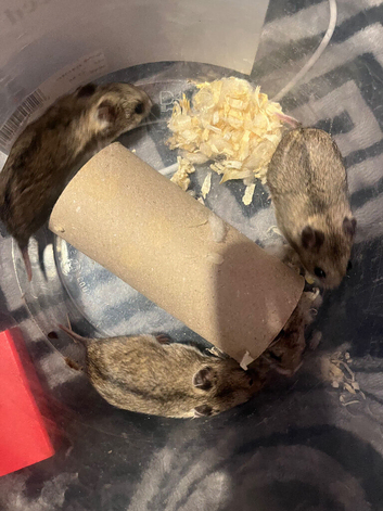 Baby Chinese hampsters