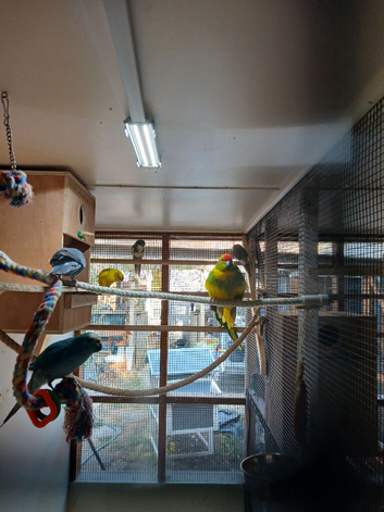 Kakerkies